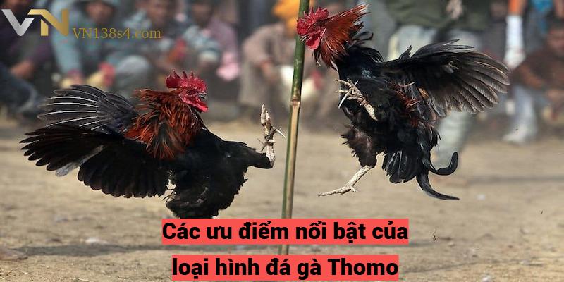 Các ưu điểm nổi bật của loại hình đá gà Thomo