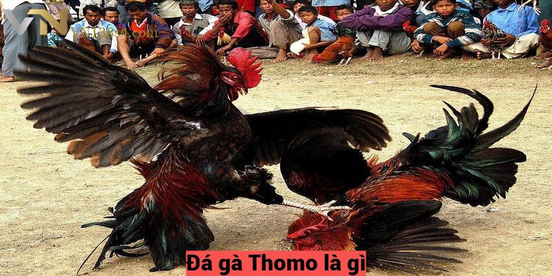 Đá gà Thomo là gì?