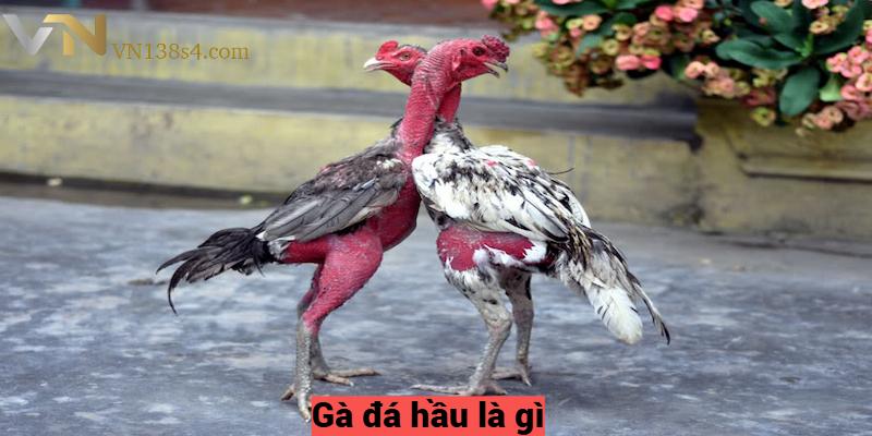 Gà đá hầu là gì?