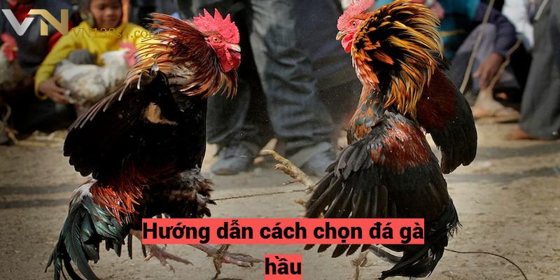 Hướng dẫn cách chọn đá gà hầu