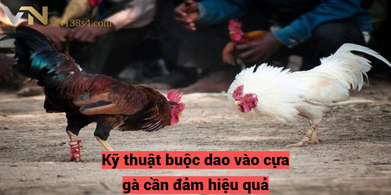 Kỹ thuật buộc dao vào cựa gà cần đảm hiệu quả